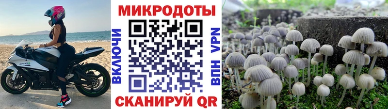 Псилоцибиновые грибы Psilocybe  Рославль 